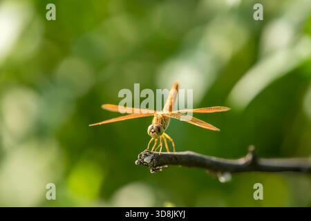 Macro shot di Brachythemis contaminata o gioiello di fossato una specie di libellule arroccata nel verde naturale sullo sfondo del parco nazionale di keoladeo o di bharatpur Foto Stock