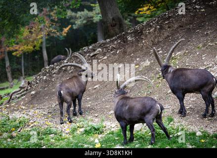 Mandria di capra di montagna capra stambecco con grandi corna ricurve sorge nella zona forestale sulla collina Foto Stock