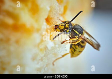 Deutsche Wespe (Vespula germanica) frisst Kuchen. *** Didascalia locale *** .. Foto Stock