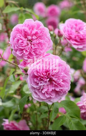Rosa Harlow Carr, una rosa profumata, doppia e rosa di arbusto inglese allevata da David Austin, in un confine con il giardino. Conosciuto anche come Aushouse. Foto Stock