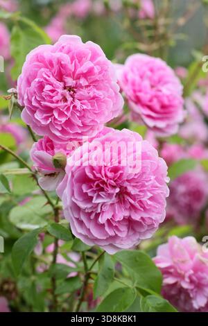 Rosa Harlow Carr, una rosa profumata, doppia e rosa di arbusto inglese allevata da David Austin, in un confine con il giardino. Conosciuto anche come Aushouse. Foto Stock