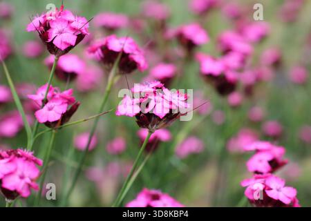 Dianthus carthusianorum, rosa tedesco. Un alto dianthus piantato con erbe ornamentali in un bordo del giardino. Noto anche come Dianthus clavatus Foto Stock