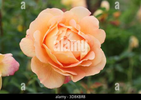 Rosa Lady of Shalott, una rosa arbustiva inglese in fiore di arancia, allevata da David Austin, noto anche come Ausnyson. Foto Stock