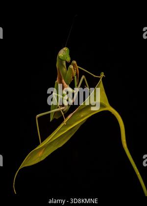 Sono riuscito a fare foto in studio con vari insetti, gufi, alcuni serpenti ecc. lavoro molto interessante. Foto Stock