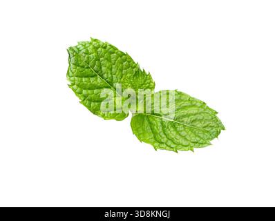Foglia di menta. Ramoscello di foglie di menta cruda fresche, isolato su sfondo bianco, primo piano. Foto Stock