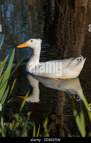 Un'anatra domestica bianca (Anas platyrhynchos domesticus) con una distinta cresta scivola graziosamente attraverso un laghetto calmo con riflessi d'acqua Foto Stock