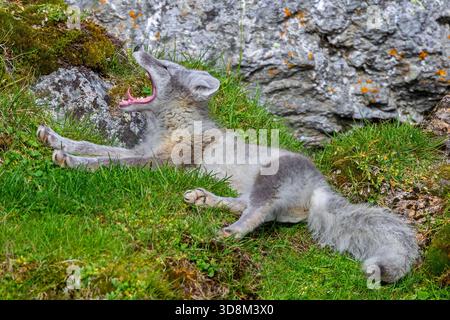 Volpe artica / volpe polare (Vulpes lagopus) in cappotto estivo che poggia sulla tundra e mostra i denti mentre sbadiglia, Svalbard / Spitsbergen, Norvegia Foto Stock