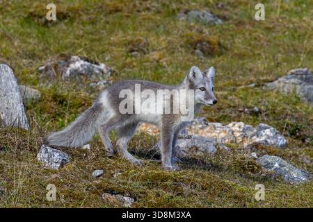 Volpe artica / volpe polare (Vulpes lagopus) in giacimento estivo sulla tundra, Svalbard / Spitsbergen, Norvegia Foto Stock