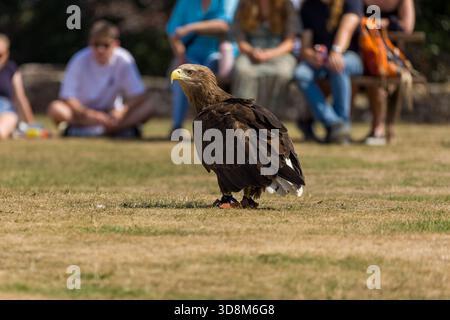 Aquila di mare dalla coda bianca (Haliaeetus albicilla) sull'erba durante una dimostrazione di falconeria Foto Stock