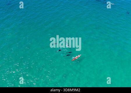 Vista aerea di un kayak solitario tra un branco di foche che nuotano nelle acque cristalline turchesi al largo di Hahei Beach, Hahei, regione di Waikato, nuova Zelanda. Foto Stock
