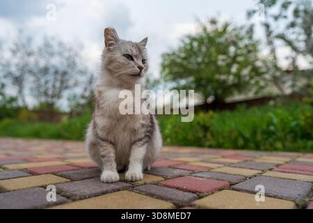 Gatto grigio domestico siede nel cortile in primavera, da vicino Foto Stock