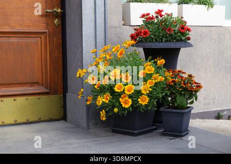 Giallo brillante Gaillardia e fiori di Rudbeckia arancio-rosso disposti in vasi decorativi da un ingresso di casa in legno. Piante colorate che creano un Foto Stock