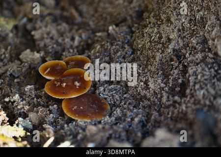 Funghi trovati in foreste, campi, terreni accidentati intorno al Northumberland Foto Stock