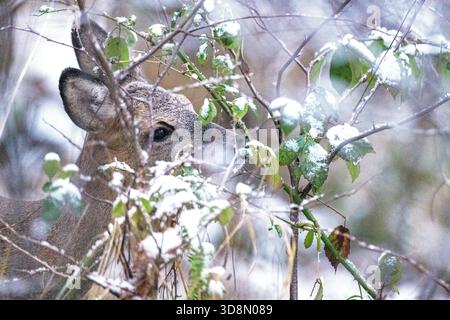 REH bei Winteräsung im Wald Rehe bei Winteräsung an Brombeeren im Januar Winterrehe beim Äsen im Wald *** Cervo durante il pascolo invernale nella foresta Foto Stock