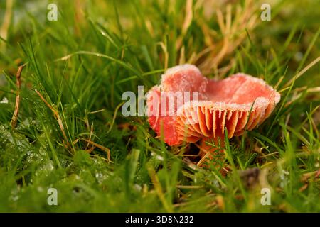 Funghi trovati in foreste, campi, terreni accidentati intorno al Northumberland Foto Stock