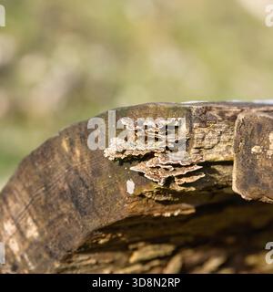Funghi trovati in foreste, campi, terreni accidentati intorno al Northumberland Foto Stock