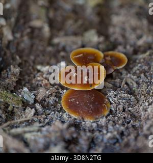 Funghi trovati in foreste, campi, terreni accidentati intorno al Northumberland Foto Stock