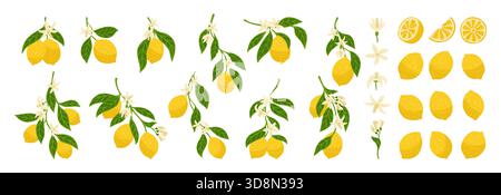Set testurizzato di limoni. Diversi rami di limone con foglie, collezione di fiori. Gli agrumi freschi e succosi astraggono diversi tipi di limoni interi tagliati. Illustrazione vettoriale degli elementi decorativi Fruit design Illustrazione Vettoriale