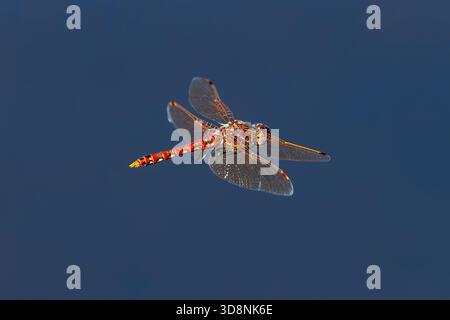 Primo piano di una variegata libellula di Meadowlark (Sympetrum Corruptum) che vola sopra un lago blu. Foto Stock