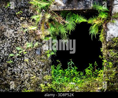 Vecchio muro di pietra con felci che crescono intorno all'apertura di una finestra. Foto Stock