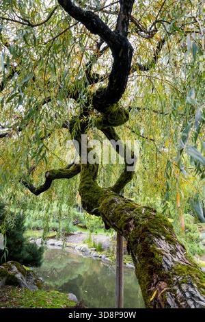 Salice piangente nel giardino giapponese di Seattle con vista ad angolo basso. Foto Stock