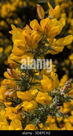 Primo piano di fiori gialli brillanti di gorse in piena fioritura primaverile Foto Stock
