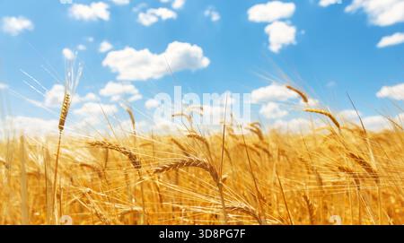Primo piano di orecchie di grano in un campo di grano contro un cielo blu e nuvole bianche. Orecchie mature di grano dorato. Foto Stock