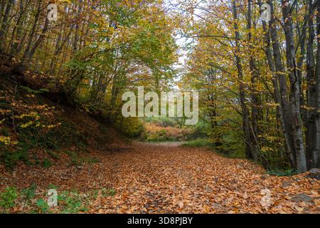 Un sentiero boschivo coperto di foglie conduce in un luminoso bosco autunnale Foto Stock