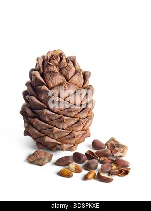 Primo piano di un cono secco di pino siberiano maturo (Pinus sibirica) con semi su sfondo bianco. Foto Stock