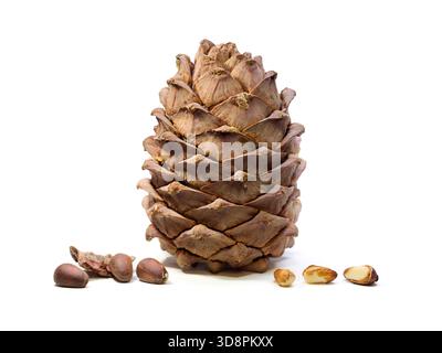 Primo piano di un cono secco di pino siberiano maturo (Pinus sibirica) con semi su sfondo bianco. Foto Stock
