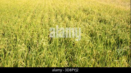 Risaie dorate che ondeggiano al tramonto di giorno, vista panoramica della risaia maturata in campagna. Foto Stock