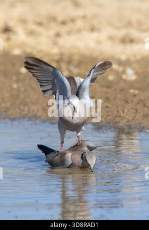 Cape Turtle dove atterra sull'anice che sta bevendo da una pozzanghera a bere Foto Stock