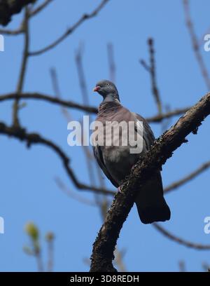 Piccione di legno Foto Stock