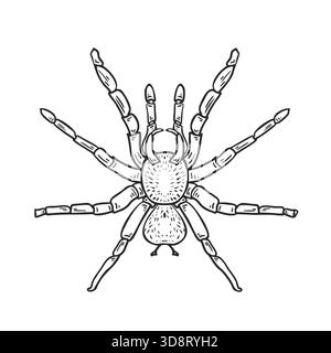 Disegna a mano il ragno disegnato a forma di cartone animato per Halloween o stile horror. Spaventosa illustrazione vettoriale isolata degli insetti per libri da colorare per bambini. Tarantola Illustrazione Vettoriale