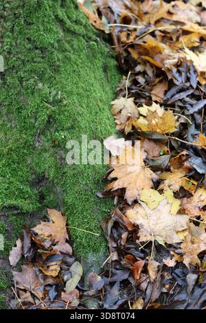 Foglie autunnali e muschio a terra nel parco, primo piano Foto Stock
