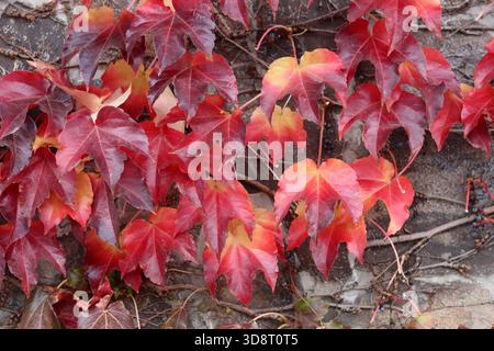 Sfondo delle foglie d'autunno. Sfondo con foglie d'acero rosso. Foto Stock