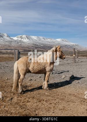 Pittoresco paesaggio naturale con cavalli selvaggi islandesi, montagne innevate, Islanda Foto Stock