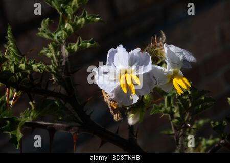 Primo piano di un fiore bianco e giallo del pomodoro Litchi o della pianta Sticky Nightshade (Solanum sisymbriifolium) con spine appuntite visibili. Foto Stock