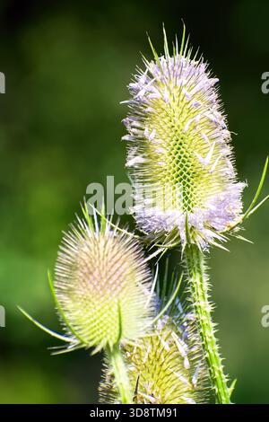 Primo piano di Selva selvatica (Dipsacus fullonum) in Bloom. Scatto verticale dettagliato che cattura la vivace testa verde della pianta selvatica del cucchiaino con la delicata Foto Stock