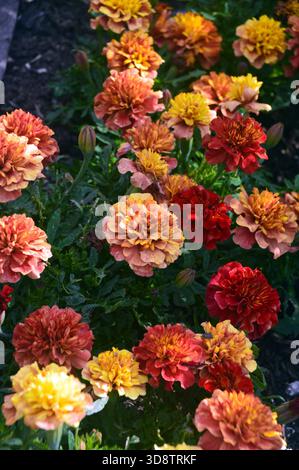 Tagetes Patula "Strawberry Blonde" (Marigolds francesi) in mostra ai confini presso RHS Garden Harlow Carr, Harrogate, Yorkshire, Inghilterra, Regno Unito. Foto Stock