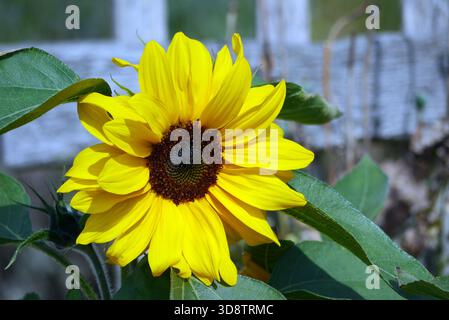 Singolo grande girasole giallo comune (Helianthus Annuus) in mostra ai confini presso RHS Garden Harlow Carr, Harrogate, Yorkshire, Inghilterra, Regno Unito. Foto Stock