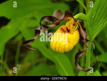 L'orchidea Yellow Lady's Slipper fiorì nei pressi di Baileys Harbor, Door County, Wisconsin, all'inizio dell'estate, mostrando vivaci petali e foglie verdi. Foto Stock
