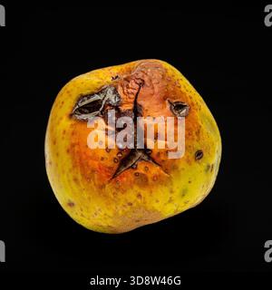 Deliziosa mela dorata che mostra segni di decadimento su sfondo nero, macchie e imperfezioni visibili Foto Stock