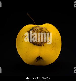 Deliziosa mela dorata che marcisce mostra segni di decadimento su un solido sfondo nero Foto Stock
