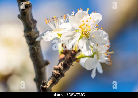 Albicocca (Prunus armeniaca) in fiore ramo in primavera Foto Stock