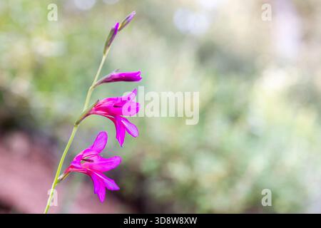 Gladiolo illirico (Gladiolus illyricus / Gladiolus communis / Gladiolus dubius) in fiore Foto Stock