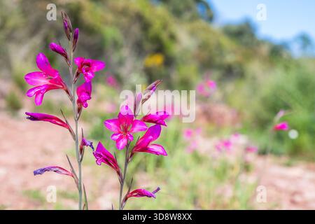 Gladiolo illirico (Gladiolus illyricus / Gladiolus communis / Gladiolus dubius) in fiore Foto Stock