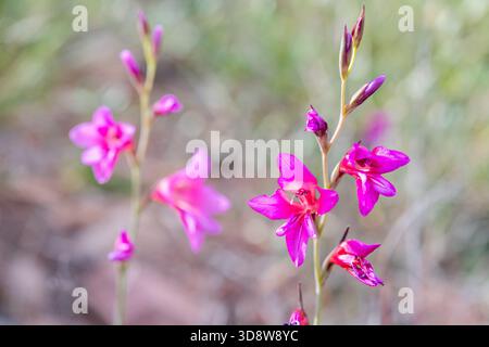 Gladiolo illirico (Gladiolus illyricus / Gladiolus communis / Gladiolus dubius) in fiore Foto Stock