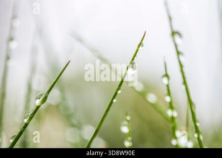 Gocce di rugiada mattutina su erba Foto Stock