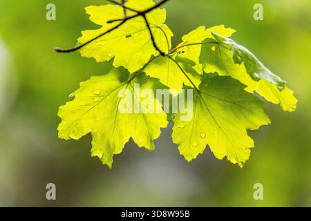 Acero italiano (Acer opalus) - dettaglio fogliame Foto Stock
